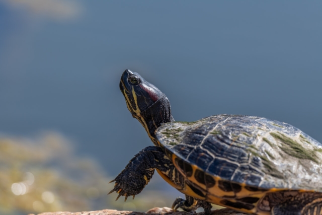 Prendre des risques : une histoire de tortue